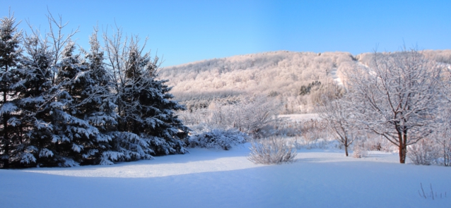 [Two photos stitched together with ski slopes in the background on the right and a line of pines on the left.]